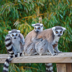 An adult female with a cub in a group of ring-tailed lemur (Lemur catta), Netherlands