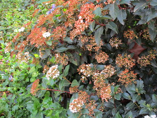 ARBUSTOS EN FLOR EM PRIMAVERA, flor, naturaleza, fábrica, verde, hojas, rojo, rosa, primavera,...