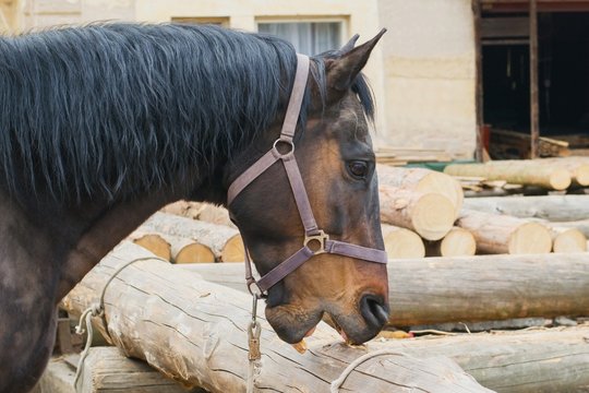 Crib biting horse - animal behavioral problem