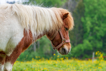 Pferd - Frühling - Pony - niedlich - Wiese - Allgäu 