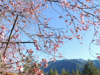 cherry tree blossom in early spring