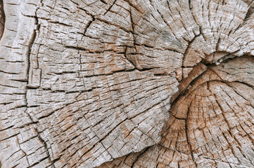 Fototapeta premium Wooden natural texture of cutted tree.