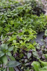 White and red basil at the farmer market