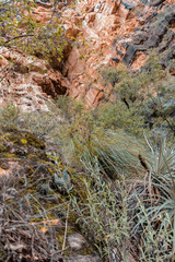 Trees, grass and bushes growing on a rock in a Bolivian forest