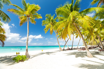 Fototapeta na wymiar Beach scene with sunbeds under coconut palms