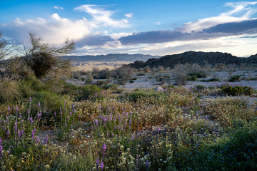Mixed desert wildflowers in Joshua Tree National Park at sunset during the California super bloom
