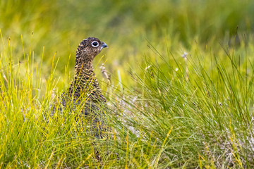 Scottish grouse, Lagopus in natural environment in scotland