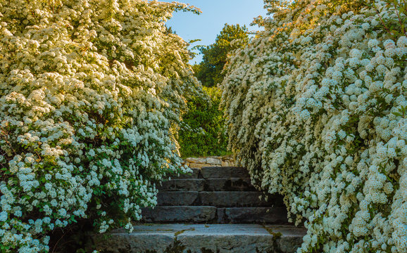 a bush of white  spirea flowers/ A bush of white flowers spirea leads to a stone staircase