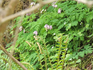 bleeding hearts patch