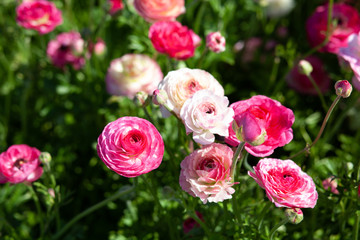 Huge field of blossoming garden buttercups or ranunculus in Israel