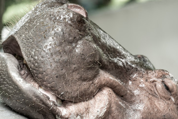 Mae Mali is the name of a female hippopotamus in Dusit Zoo., Sensitive focus, Macro Shot, Bangkok, THAILAND, 2018