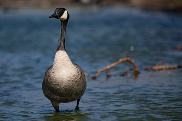 Wildlife Birds Canadian Canada Goose Standing Blue Pond Afternoon