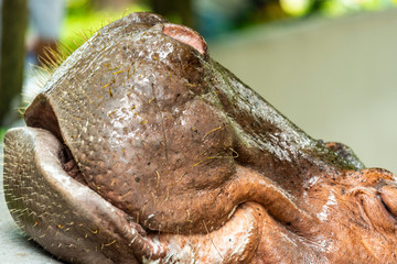 Mae Mali is the name of a female hippopotamus in Dusit Zoo., Sensitive focus, Macro Shot, Bangkok, THAILAND, 2018