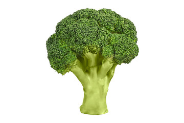 Broccoli isolated, Green fresh broccoli stem