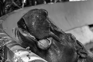 Mae Mali is the name of a female hippopotamus in Dusit Zoo., Sensitive focus, Macro Shot, Bangkok, THAILAND, 2018