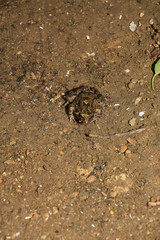 Mimétisme chez la grenouille