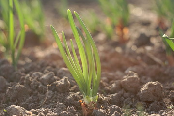  Green young onion planted in the bed 