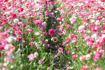 Huge field of blossoming garden buttercups or ranunculus in Israel