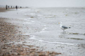 Seagull on a beach