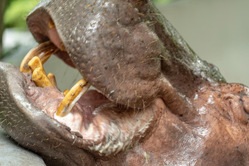 Mae Mali is the name of a female hippopotamus in Dusit Zoo., Sensitive focus, Macro Shot, Bangkok, THAILAND, 2018