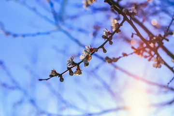 flowering branches of the fruit tree against the sky.