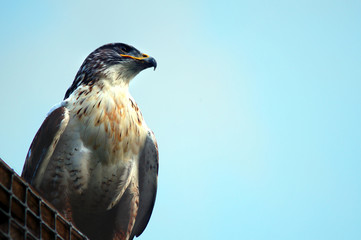 Powerful bird of prey watching over land