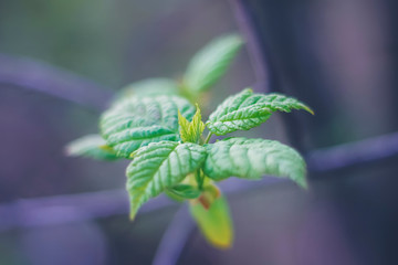 Branches with fresh spring leaves on a blurred background.