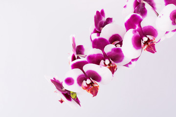 Post card with fresh colorful orchid flowers on a whiye background, copy space.
