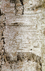 Close-up of the grey-white bark of a Birch