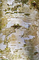 Fototapeta premium Close-up of the grey-white bark of a Birch