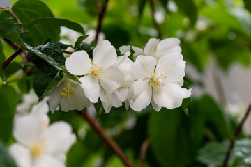 Obraz na płótnie Canvas Close up fragrant aromatic flowers jasmine on a green leaf background. Natural layout.