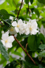 Obraz na płótnie Canvas Close up fresh white jasmine flowers on a green bush. Natural background.