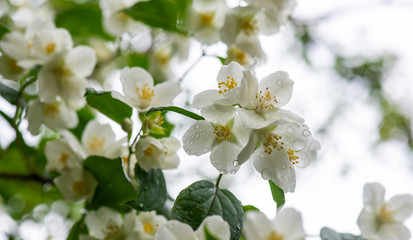 Obraz premium Fresh white flowers jasmine in a water droplets on a background of cloudy sky.