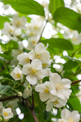 Close up fragrant aromatic flowers jasmine on a green leaf background. Natural layout. Spring frowering concept.