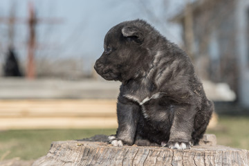 Fototapeta premium Portrait of a small village puppy of black color, photographed in close-up.