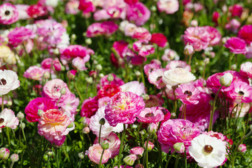 Huge field of blossoming garden buttercups or ranunculus in Israel