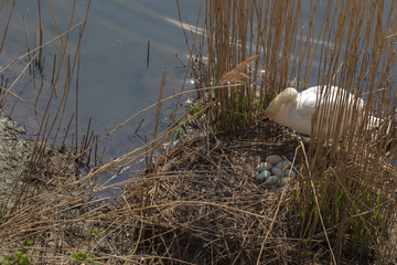 Mother nature is calling for a mute swan to start breeding and preparing to raise a family in Maastricht