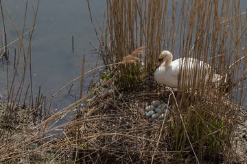 Mute Swan busy breeding the eggs for offspring as it is spring  and breeding season for mother...