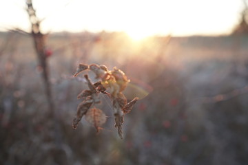 dried frozen leaf