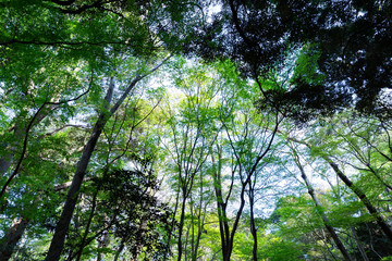 森を見上げる