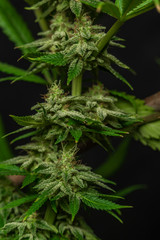 Afghan kush special variety of marijuana flower with black background