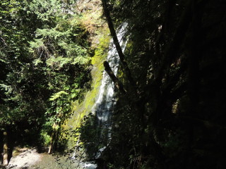 morning in the forest