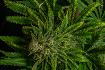 Afghan kush special variety of marijuana flower with black background