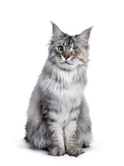 Very pretty silver tortie young adult Maine Coon cat, sitting staright up front view. Looking at camera with one green eye. Isolated on white background.