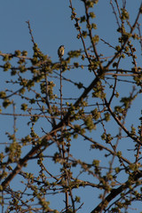 a bird sitting on a tree in early spring with a blue sky