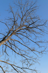 Obraz premium Arbre nu sur ciel bleu en hiver
