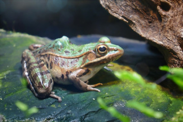 Southern Leopard Frog