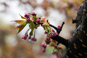 Sakura after rain, flowering tree with pink flowers water droplets after rain, spring, background