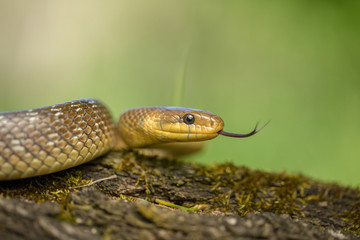 Aesculapian snake Zamenis longissimus in Czech Republic