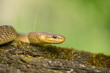 Aesculapian snake Zamenis longissimus in Czech Republic